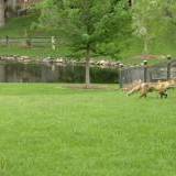 Fox across the street - Click image for full size