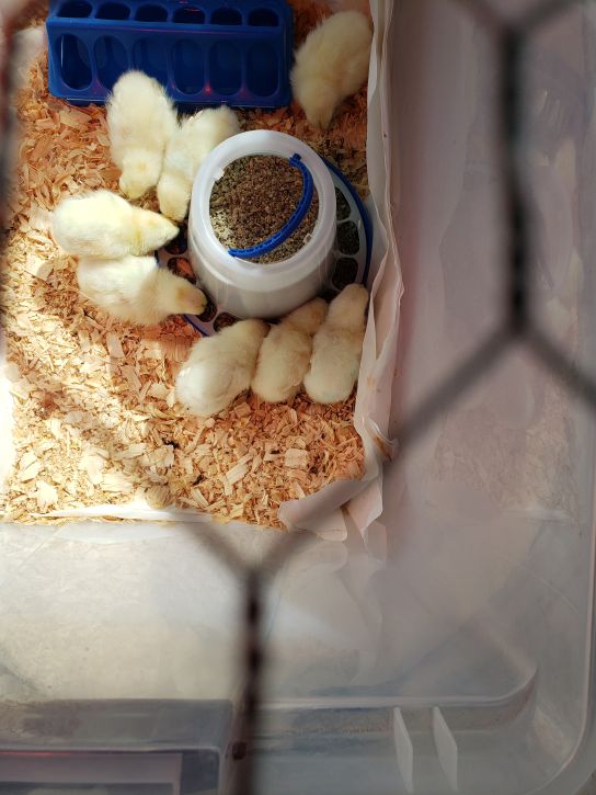 Our second batch of chicks at home.