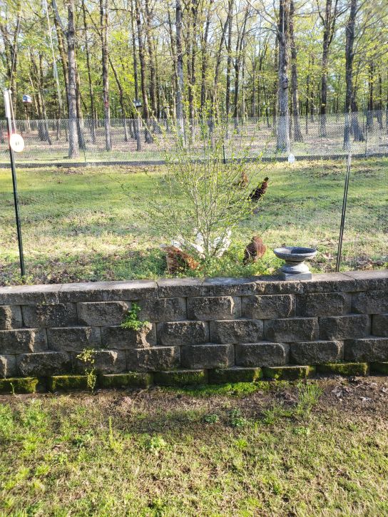 Second chicken yard expansion - above the wall, the entire back yard. (3)
