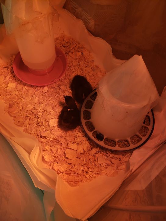 Black Chicks in their first home environment